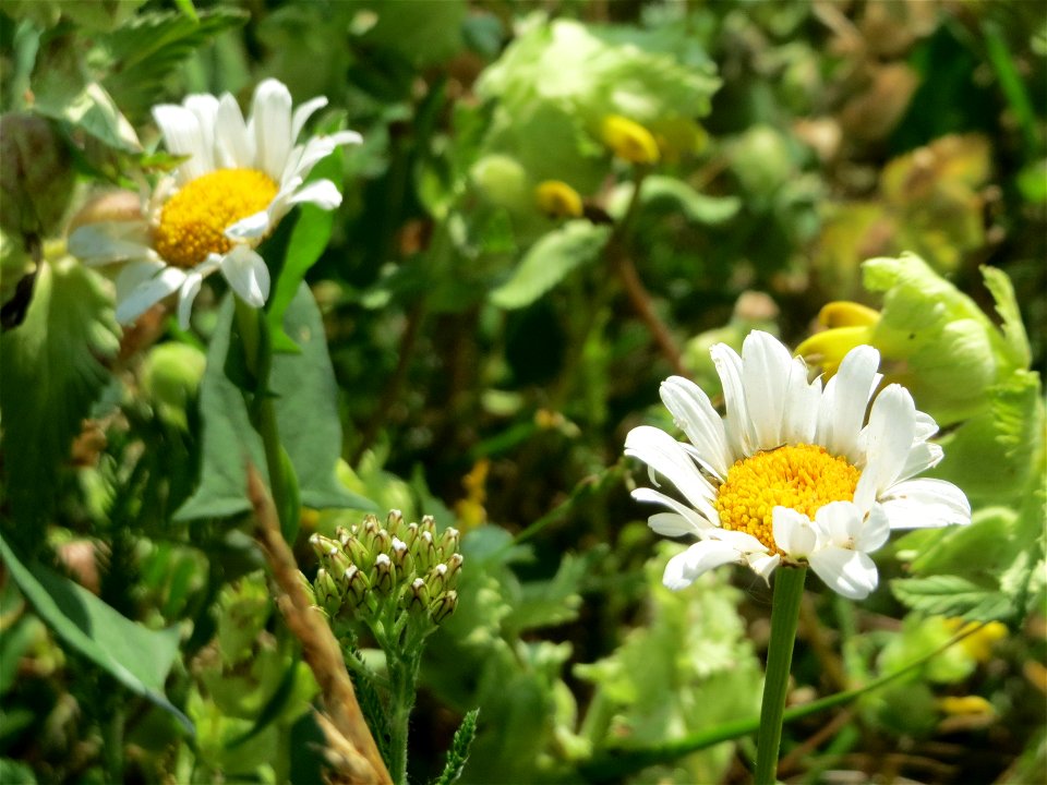 Wiesen-Margerite (Leucanthemum vulgare) beim Insultheimer Hof im Landschaftsschutzgebiet „Hockenheimer Rheinbogen“