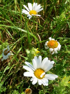 Wiesen-Margerite (Leucanthemum vulgare) beim Insultheimer Hof im Landschaftsschutzgebiet „Hockenheimer Rheinbogen“