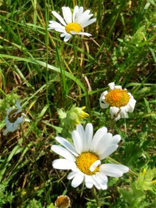 Wiesen-Margerite (Leucanthemum vulgare) beim Insultheimer Hof im Landschaftsschutzgebiet „Hockenheimer Rheinbogen“ photo