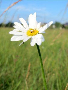 Wiesen-Margerite (Leucanthemum vulgare) im Naturschutzgebiet „Bachwiesen/Leopoldswiesen“ im Hockenheimer Rheinbogen