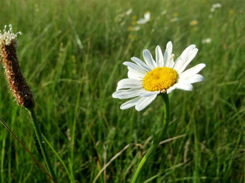 Wiesen-Margerite (Leucanthemum vulgare) im Naturschutzgebiet „Bachwiesen/Leopoldswiesen“ im Hockenheimer Rheinbogen