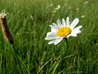 Wiesen-Margerite (Leucanthemum vulgare) im Naturschutzgebiet „Bachwiesen/Leopoldswiesen“ im Hockenheimer Rheinbogen