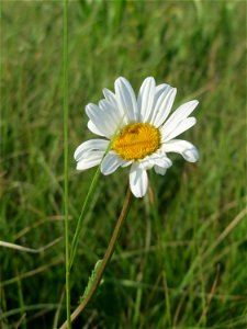 Wiesen-Margerite (Leucanthemum vulgare) im Naturschutzgebiet „Bachwiesen/Leopoldswiesen“ im Hockenheimer Rheinbogen