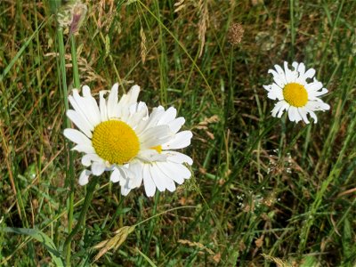 Wiesen-Margerite (Leucanthemum vulgare) beim Insultheimer Hof im Landschaftsschutzgebiet „Hockenheimer Rheinbogen“