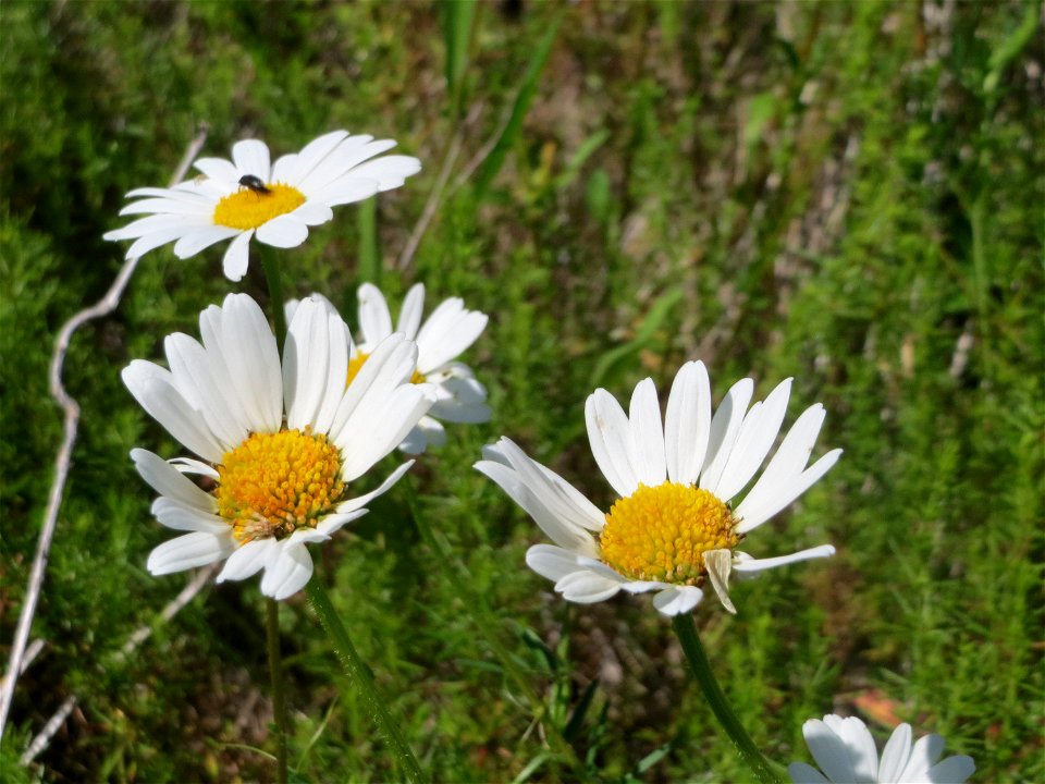 Wiesen-Margerite (Leucanthemum vulgare) in den Horststückern im Landschaftsschutzgebiet „Hockenheimer Rheinbogen“