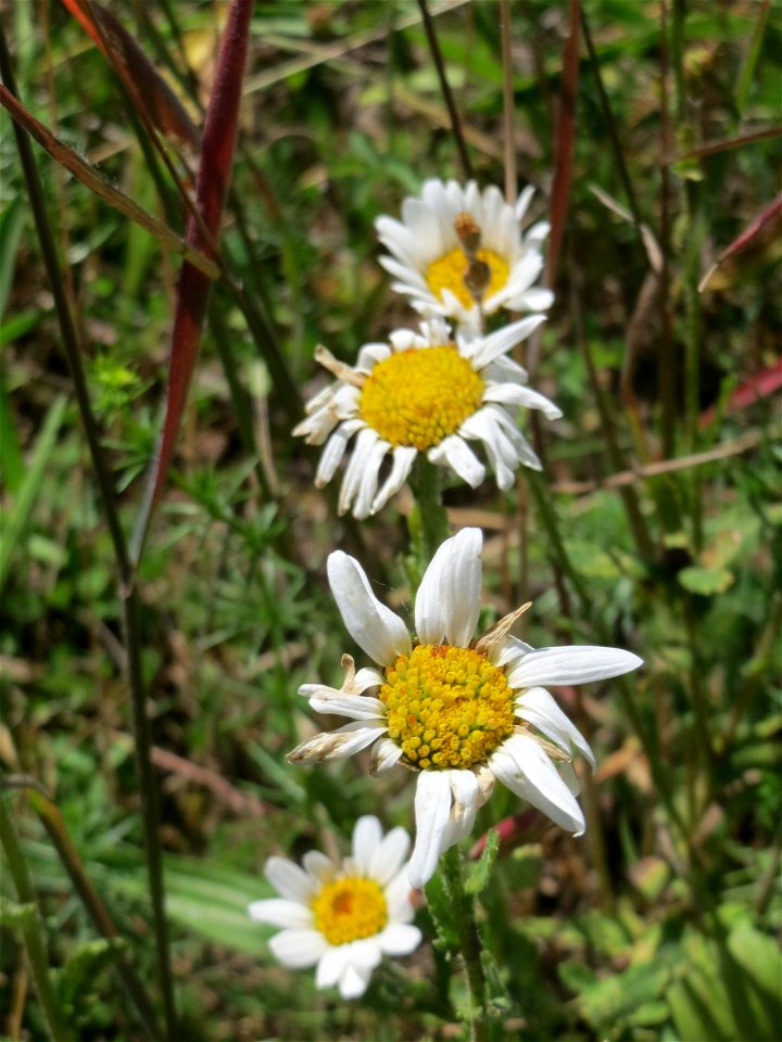 Wiesen-Margerite (Leucanthemum vulgare) in den Horststückern im Landschaftsschutzgebiet „Hockenheimer Rheinbogen“