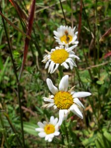 Wiesen-Margerite (Leucanthemum vulgare) in den Horststückern im Landschaftsschutzgebiet „Hockenheimer Rheinbogen“