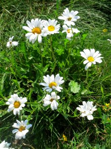 Wiesen-Margerite (Leucanthemum vulgare) am Osthafen in Saarbrücken