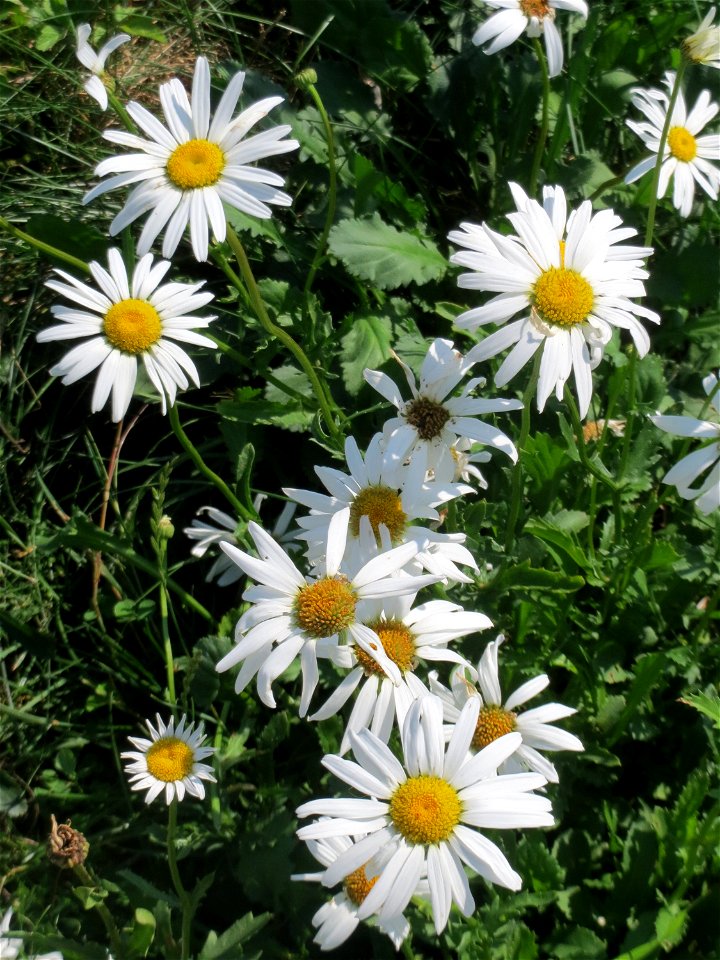 Wiesen-Margerite (Leucanthemum vulgare) am Osthafen in Saarbrücken