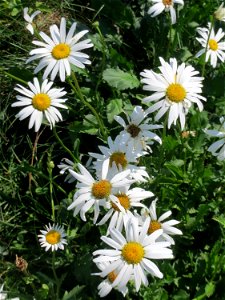 Wiesen-Margerite (Leucanthemum vulgare) am Osthafen in Saarbrücken