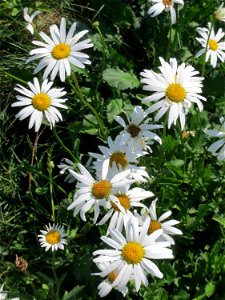 Wiesen-Margerite (Leucanthemum vulgare) am Osthafen in Saarbrücken photo