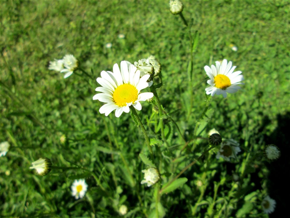 Wiesen-Margerite (Leucanthemum vulgare) in Saarbrücken