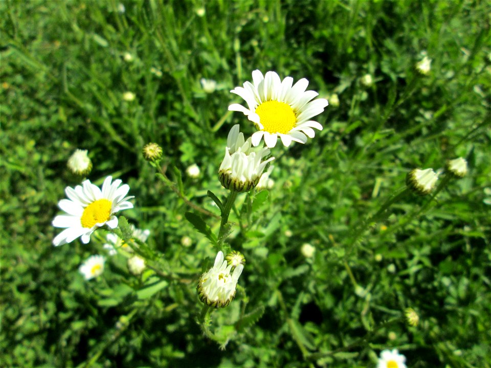 Wiesen-Margerite (Leucanthemum vulgare) in Saarbrücken