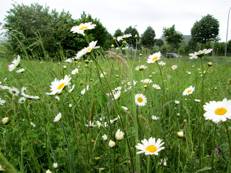 Wiesen-Margerite (Leucanthemum vulgare) auf einer Wiese oberhalb vom Osthafen Saarbrücken