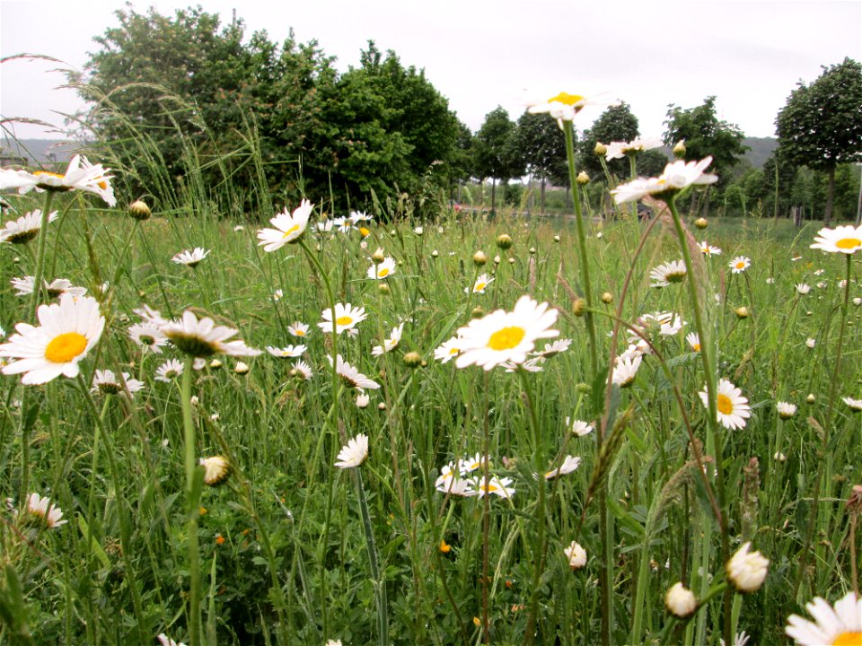 Wiesen-Margerite (Leucanthemum vulgare) auf einer Wiese oberhalb vom Osthafen Saarbrücken