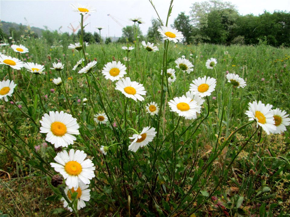 Wiesen-Margerite (Leucanthemum vulgare) auf einer Wiese oberhalb vom Osthafen Saarbrücken