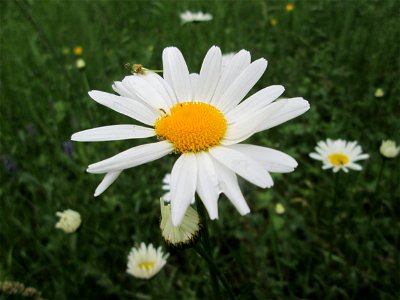 Wiesen-Margerite (Leucanthemum vulgare) im Meerwiesertal in Saarbrücken