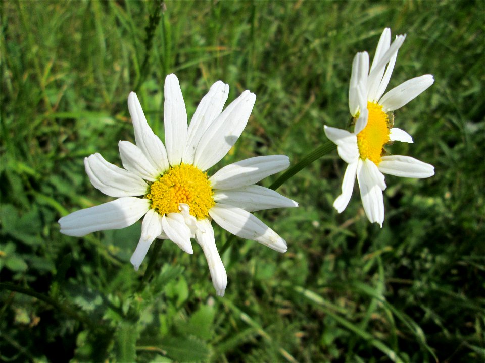 Wiesen-Margerite (Leucanthemum vulgare) an der Saar in Saarbrücken