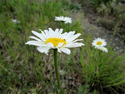 Wiesen-Margerite (Leucanthemum vulgare) am Bahnhof Bruchmühlbach-Miesau