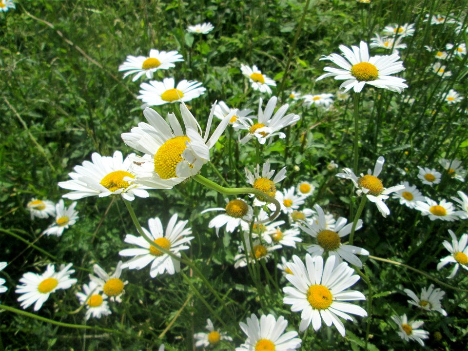 Wiesen-Margerite (Leucanthemum vulgare) am Osthafen Saarbrücken