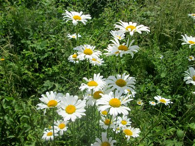 Wiesen-Margerite (Leucanthemum vulgare) am Osthafen Saarbrücken