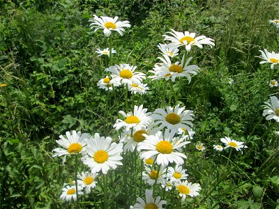 Wiesen-Margerite (Leucanthemum vulgare) am Osthafen Saarbrücken photo