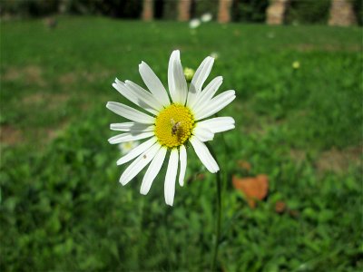 Wiesen-Margerite (Leucanthemum vulgare) im Schwetzinger Schlossgarten photo