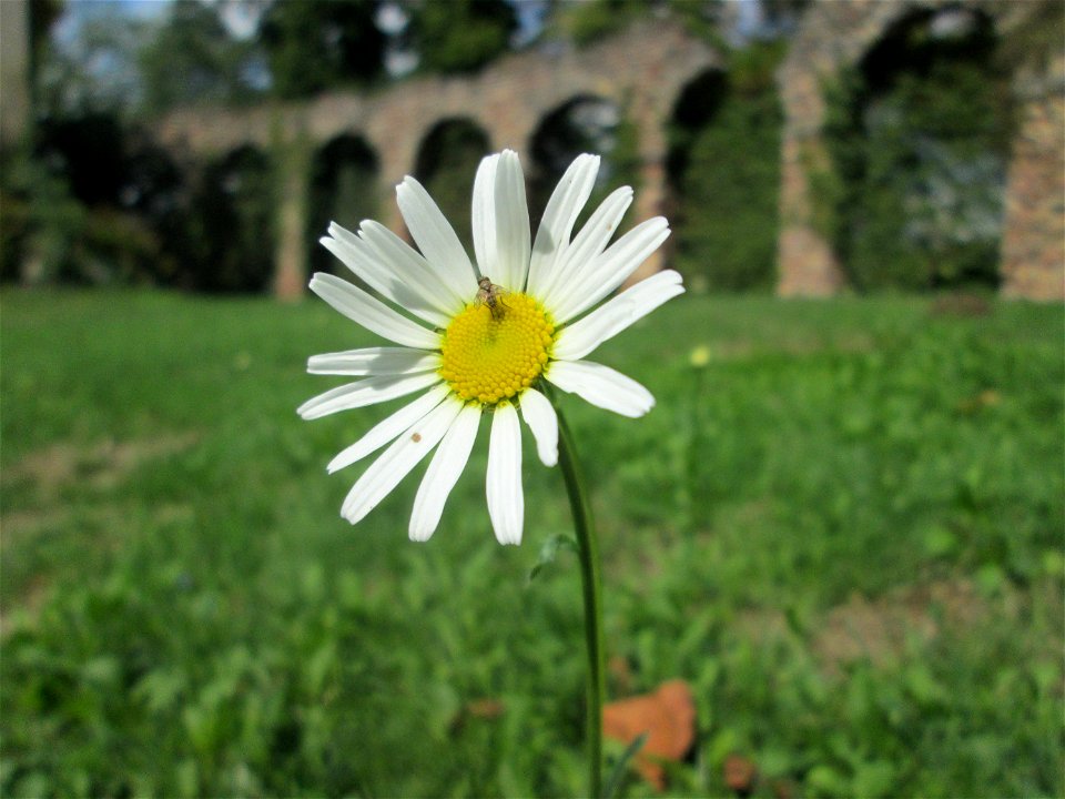 Wiesen-Margerite (Leucanthemum vulgare) im Schwetzinger Schlossgarten