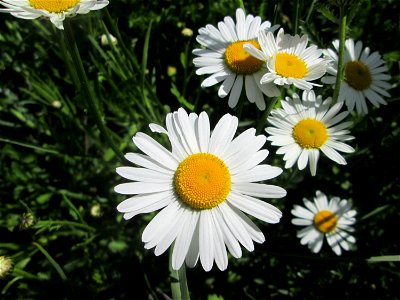 Wiesen-Margeriten (Leucanthemum vulgare) auf einem Blühstreifen in Hockenheim