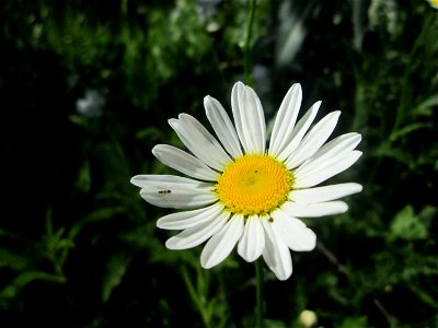 Wiesen-Margeriten (Leucanthemum vulgare) auf einem Blühstreifen in Hockenheim