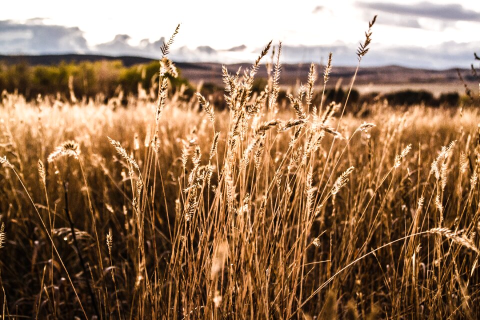 Nature landscape grass