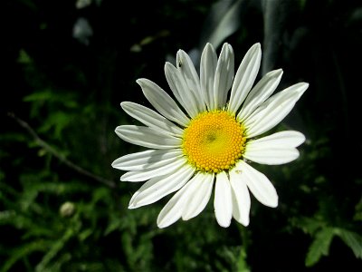 Wiesen-Margeriten (Leucanthemum vulgare) auf einem Blühstreifen in Hockenheim