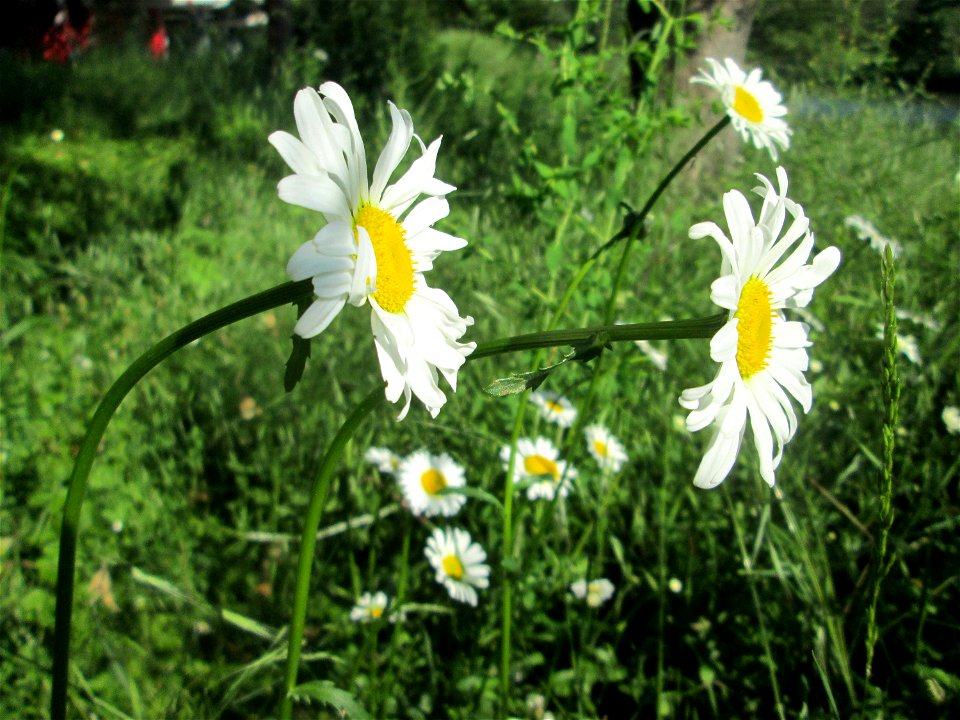 Wiesen-Margerite (Leucanthemum vulgare) an der Saar in Saarbrücken