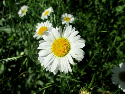 Wiesen-Margerite (Leucanthemum vulgare) an der Saar in Saarbrücken
