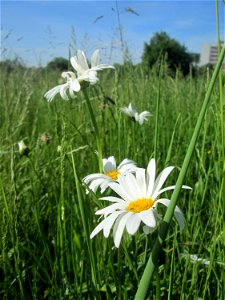 Wiesen-Margerite (Leucanthemum vulgare) am Osthafen Saarbrücken