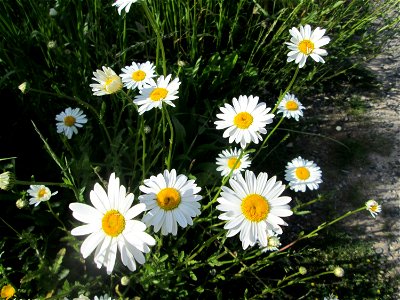 Wiesen-Margerite (Leucanthemum vulgare) am Osthafen Saarbrücken