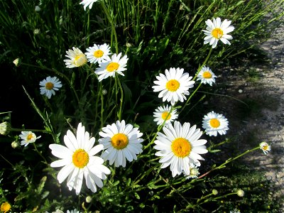 Wiesen-Margerite (Leucanthemum vulgare) am Osthafen Saarbrücken photo