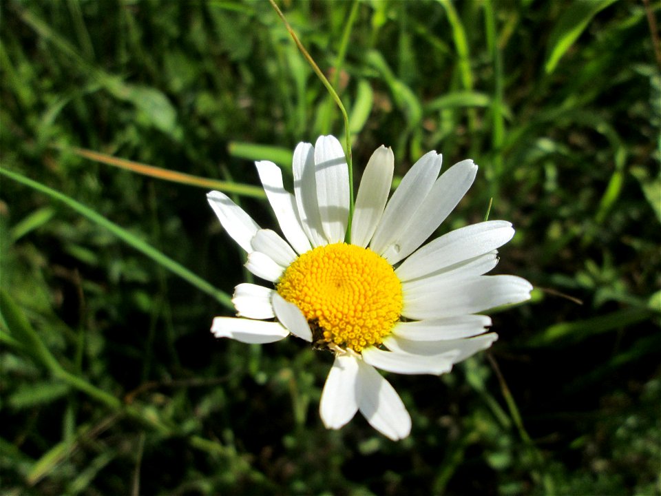 Wiesen-Margeriten (Leucanthemum vulgare) im Naturschutzgebiet „Hochholz-Kapellenbruch“