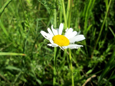 Wiesen-Margeriten (Leucanthemum vulgare) im Naturschutzgebiet „Hochholz-Kapellenbruch“
