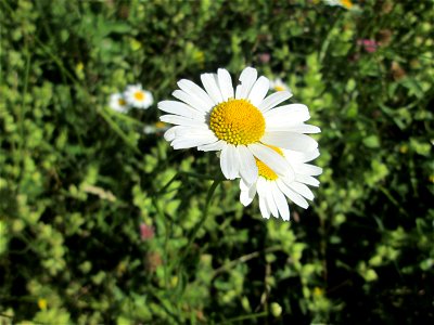 Wiesen-Margeriten (Leucanthemum vulgare) im Naturschutzgebiet „Hochholz-Kapellenbruch“