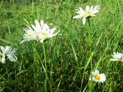 Wiesen-Margerite (Leucanthemum vulgare) am Osthafen Saarbrücken photo