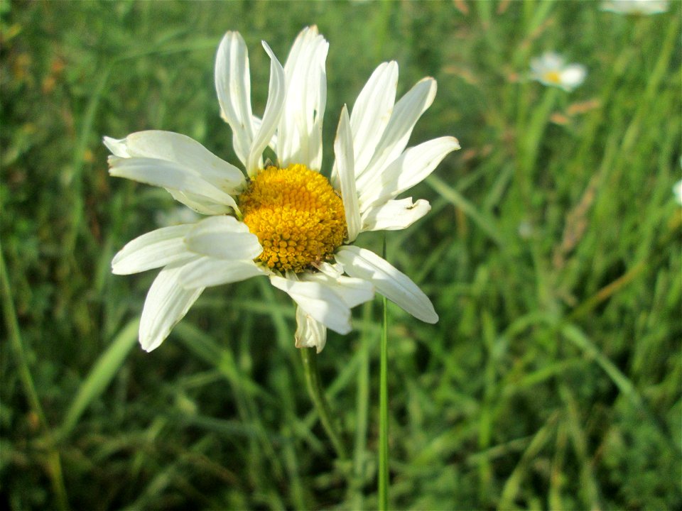 Wiesen-Margerite (Leucanthemum vulgare) am Osthafen Saarbrücken