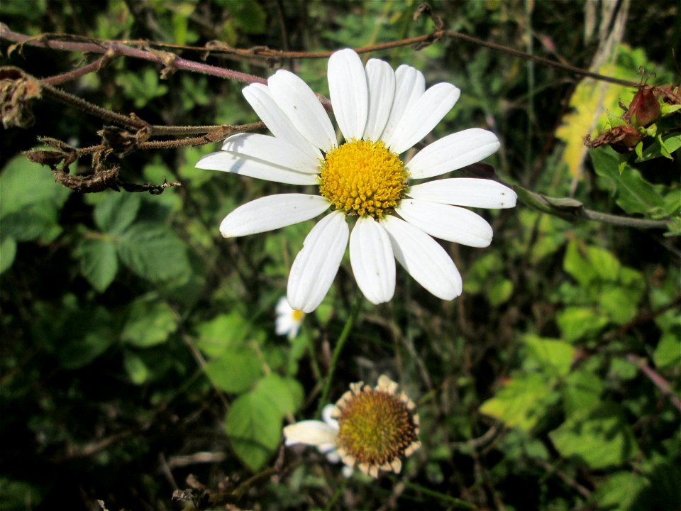 Wiesen-Margerite (Leucanthemum vulgare) in den Sankt Arnual Wiesen gegenüber vom Osthafen Saarbrücken (Außerhalb vom NSG)