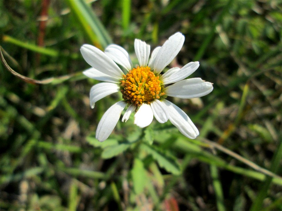 Wiesen-Margerite (Leucanthemum vulgare) im Naturschutzgebiet Birzberg