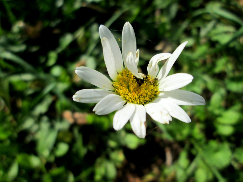 Wiesen-Margerite (Leucanthemum vulgare) am Tierfriedhof im Landschahtsschutzgebiet „Drahtzugweiher und das Habsterwiesental“ in Alt-Saarbrücken