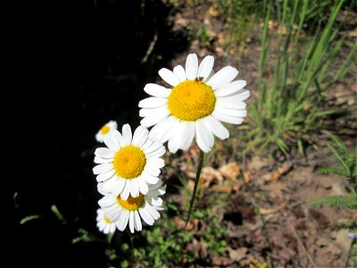 Wiesen-Margerite (Leucanthemum vulgare) im Landschaftsschutzgebiet „Wisch- und Wogbachtal“ bei Fechingen