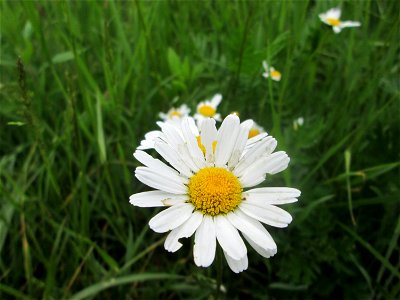 Wiesen-Margerite (Leucanthemum vulgare) an der Saaraue Güdingen