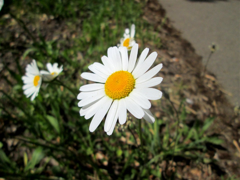 Wiesen-Margerite (Leucanthemum vulgare) im Landschaftsschutzgebiet „Wisch- und Wogbachtal“ bei Fechingen