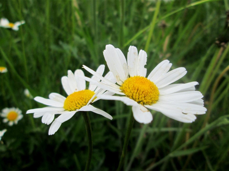Wiesen-Margerite (Leucanthemum vulgare) an der Saaraue Güdingen