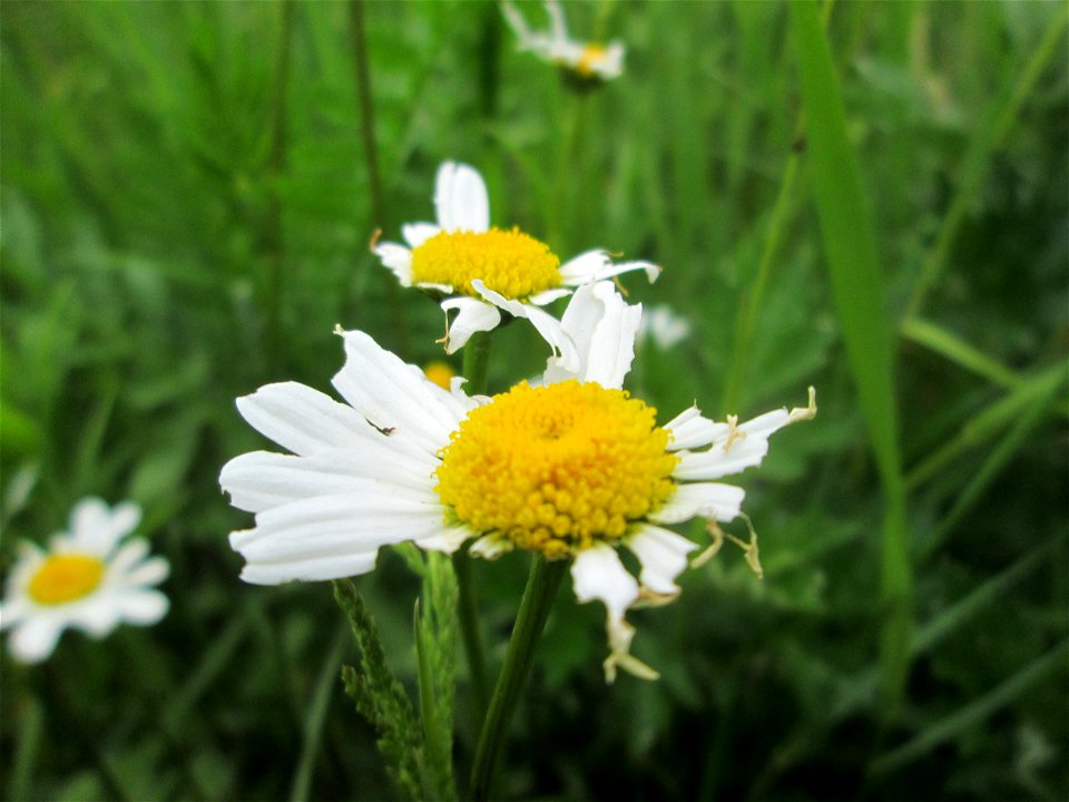 Wiesen-Margerite (Leucanthemum vulgare) an der Saaraue Güdingen